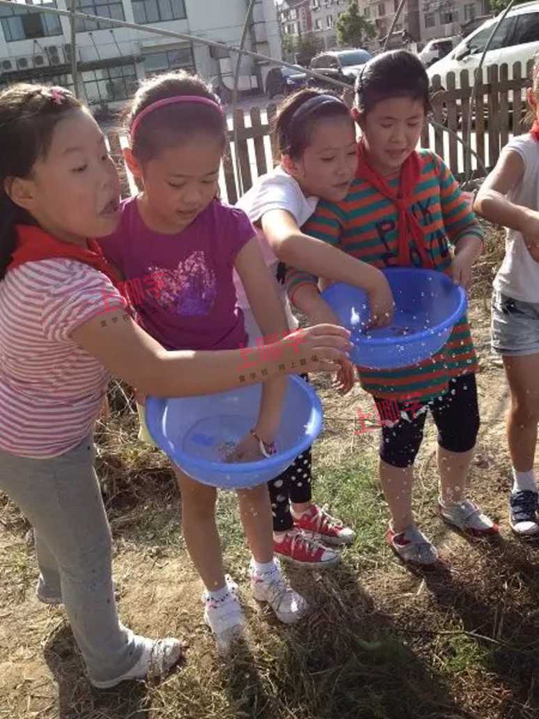 徐泾小学: 孩子们成了兴趣课小老师, 农场小菜农……相关资料 4
