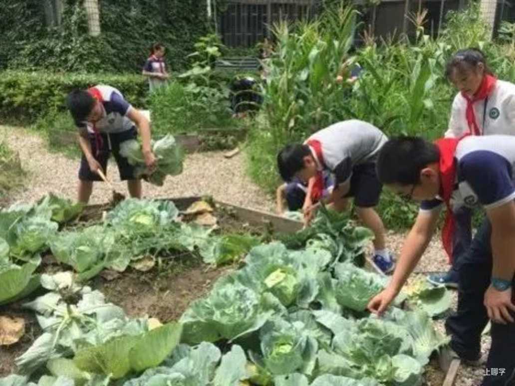 喜讯丨杨浦区14所学校、社团获评首批上海市科技教育特色示范学校和学生科技创新社团相关资料 26