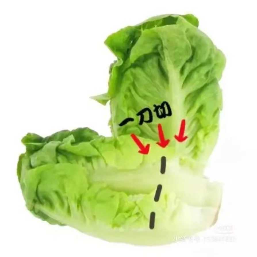 寓教于乐！这些绿叶菜的根别扔！水上菜园，带娃一起见证植物的生长！相关资料 7