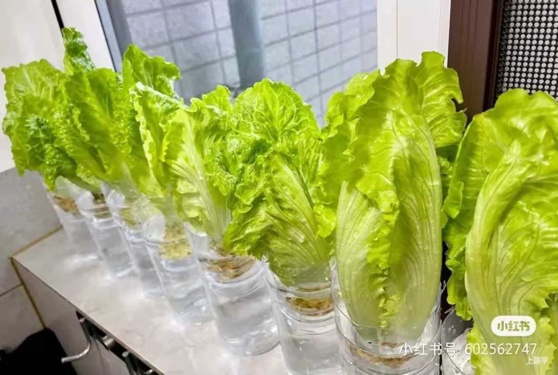 寓教于乐！这些绿叶菜的根别扔！水上菜园，带娃一起见证植物的生长！相关资料 4