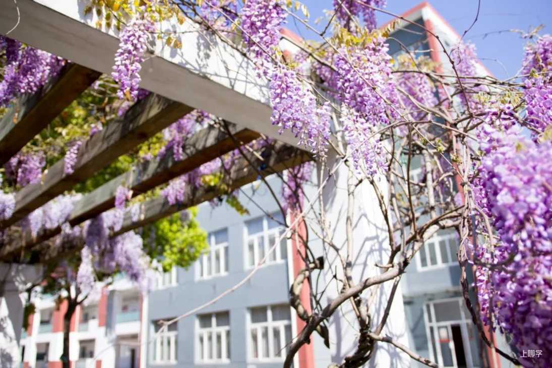 资历老，口碑好，上海这所中学太强了，难怪是片区内家长的公办首选～相关资料 9