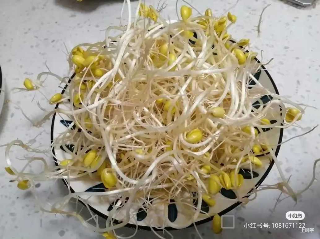 寓教于乐！这些绿叶菜的根别扔！水上菜园，带娃一起见证植物的生长！相关资料 28
