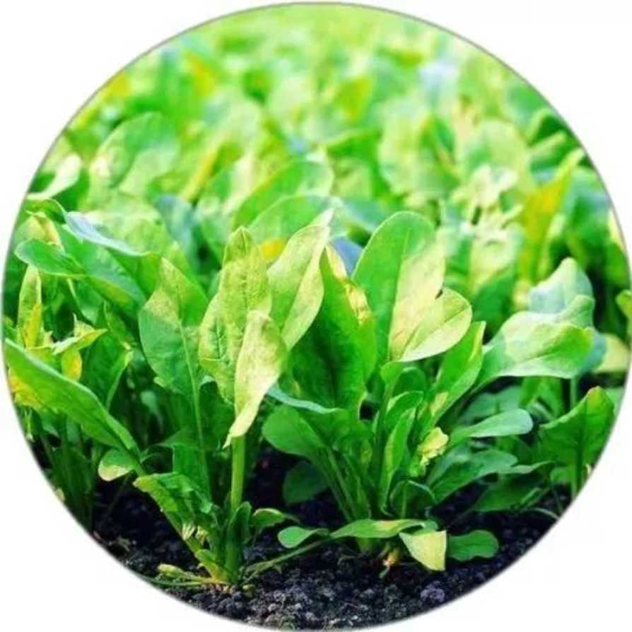护眼果蔬！上海居家学习期间，家长可以这样保护孩子视力！相关资料 25