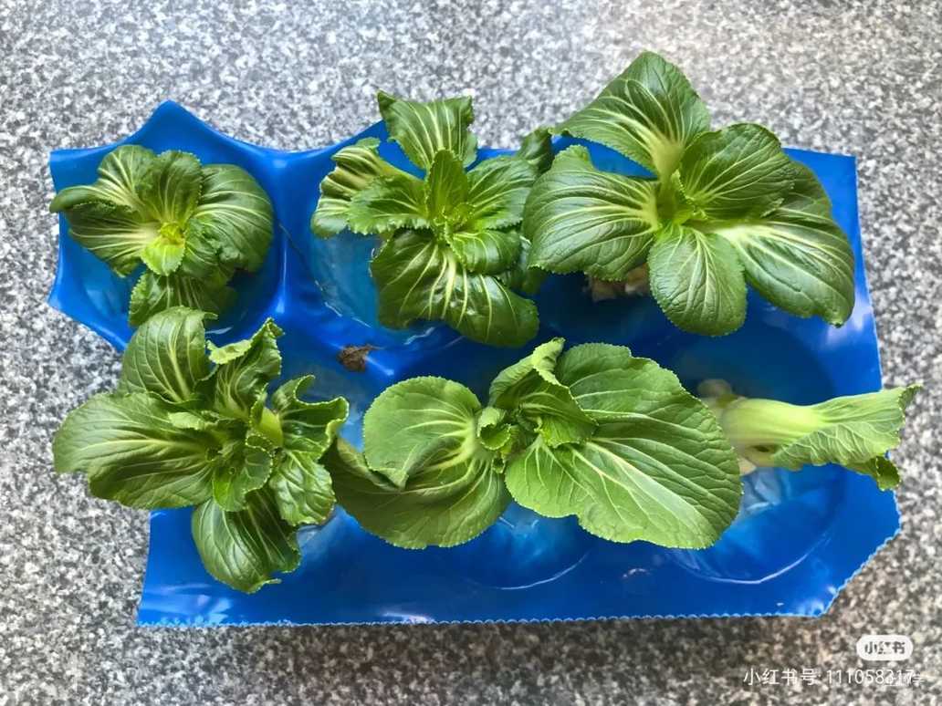 寓教于乐！这些绿叶菜的根别扔！水上菜园，带娃一起见证植物的生长！相关资料 10