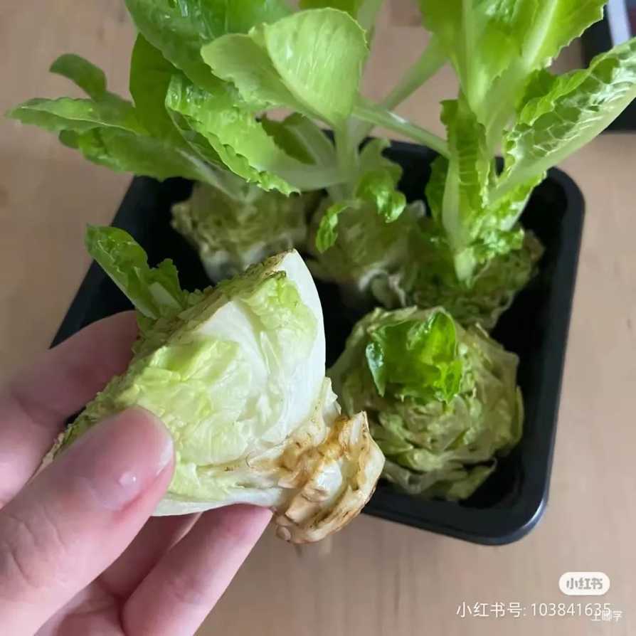 寓教于乐！这些绿叶菜的根别扔！水上菜园，带娃一起见证植物的生长！相关资料 8