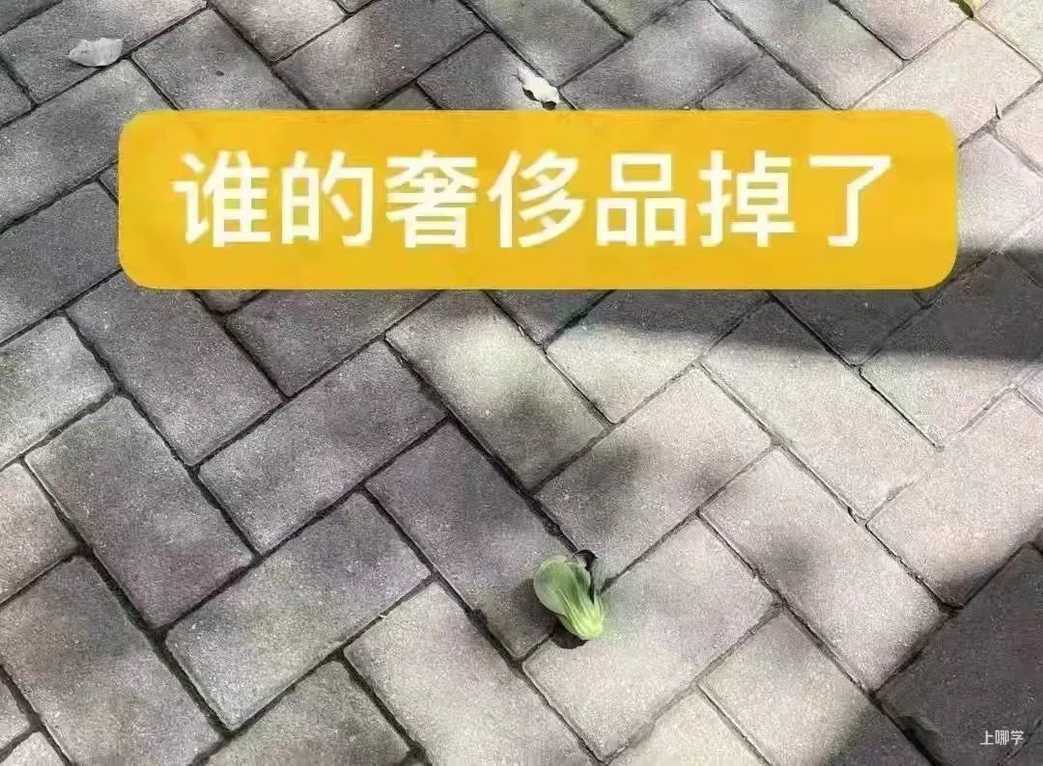 寓教于乐！这些绿叶菜的根别扔！水上菜园，带娃一起见证植物的生长！相关资料 2