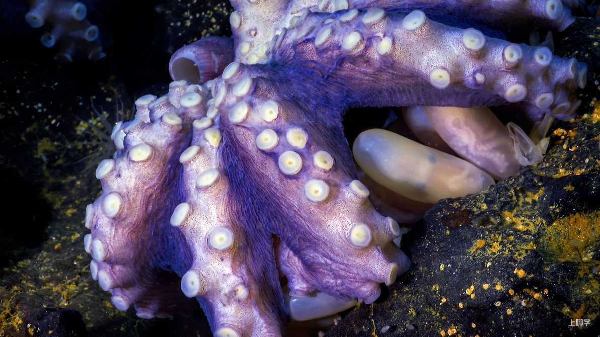 真实剧照｜《地球脉动》（来源：bbcearth.com）