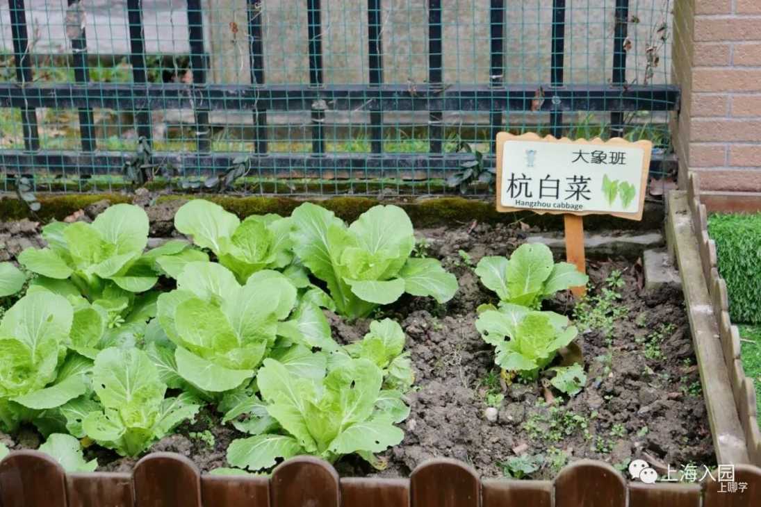 又一所高端幼儿园！开办即获IB认证！集团化办学优势，已开启线上咨询相关资料 22