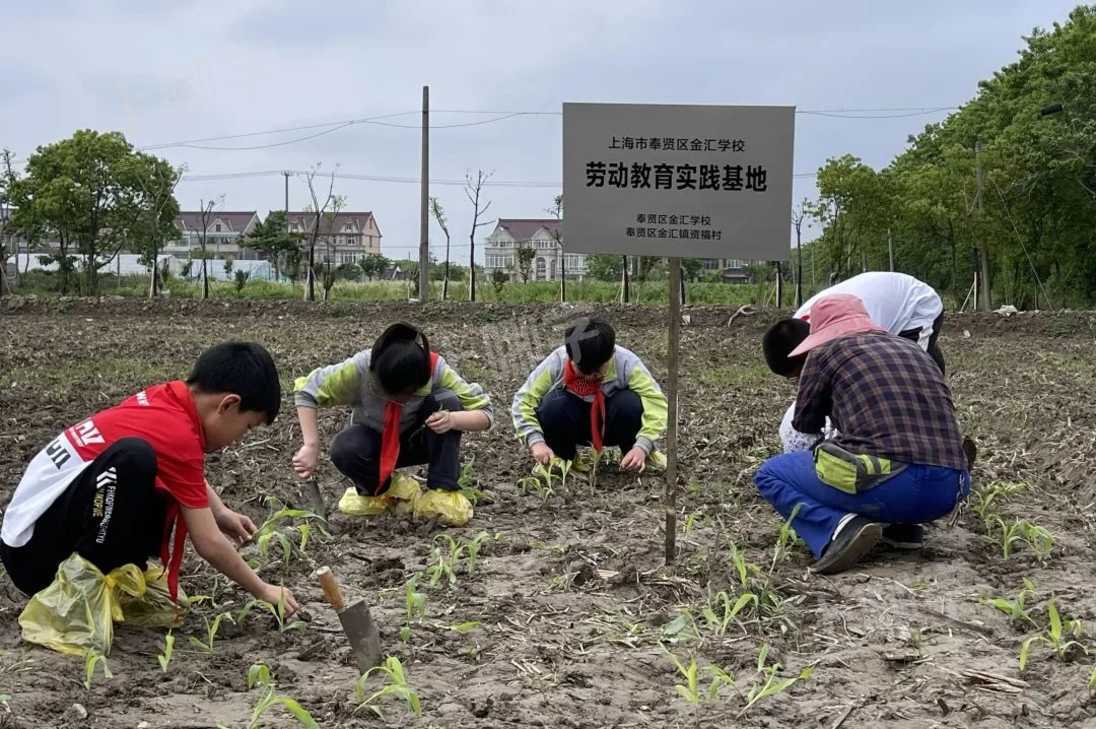 不负好时光 ——金汇学校开展四年级学生劳动教育暨农耕体验活动