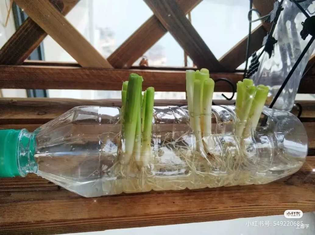 寓教于乐！这些绿叶菜的根别扔！水上菜园，带娃一起见证植物的生长！相关资料 13