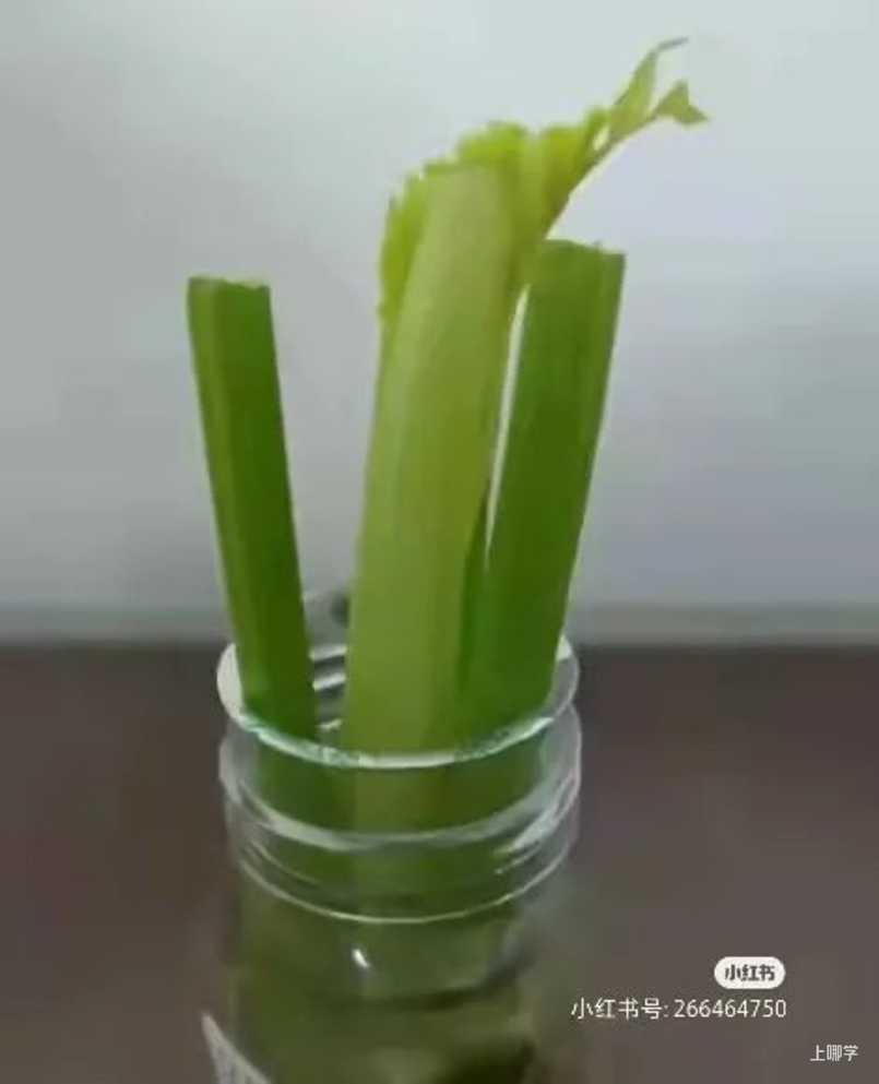 寓教于乐！这些绿叶菜的根别扔！水上菜园，带娃一起见证植物的生长！相关资料 21