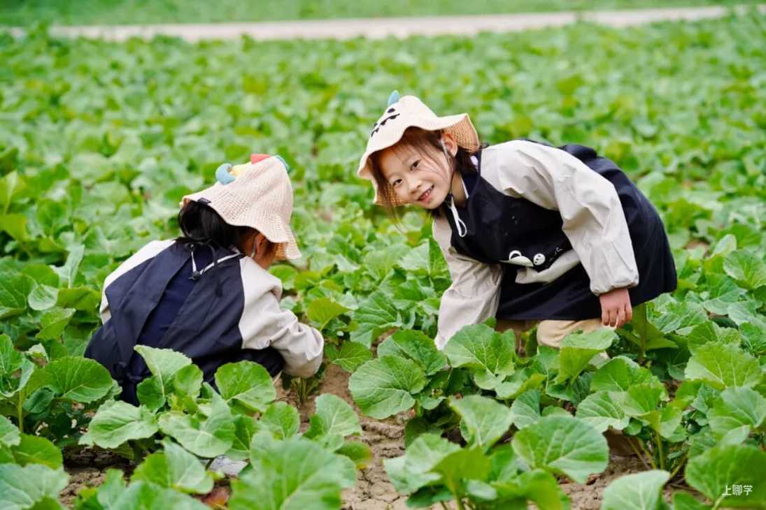 从IB满分到AI创新，这所学校如何定义“未来精英”的成长路径？相关资料 96