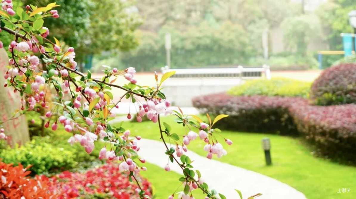 2026年上海市中国中学高中部“校园开放日”活动公告！相关资料 26
