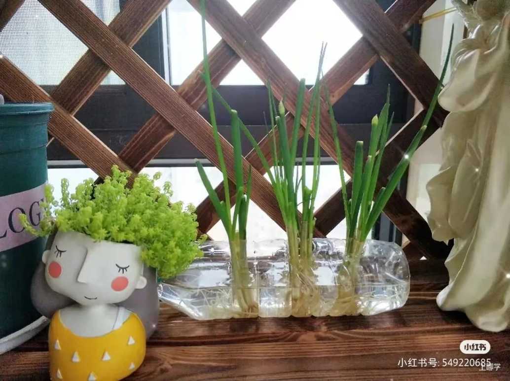 寓教于乐！这些绿叶菜的根别扔！水上菜园，带娃一起见证植物的生长！相关资料 14
