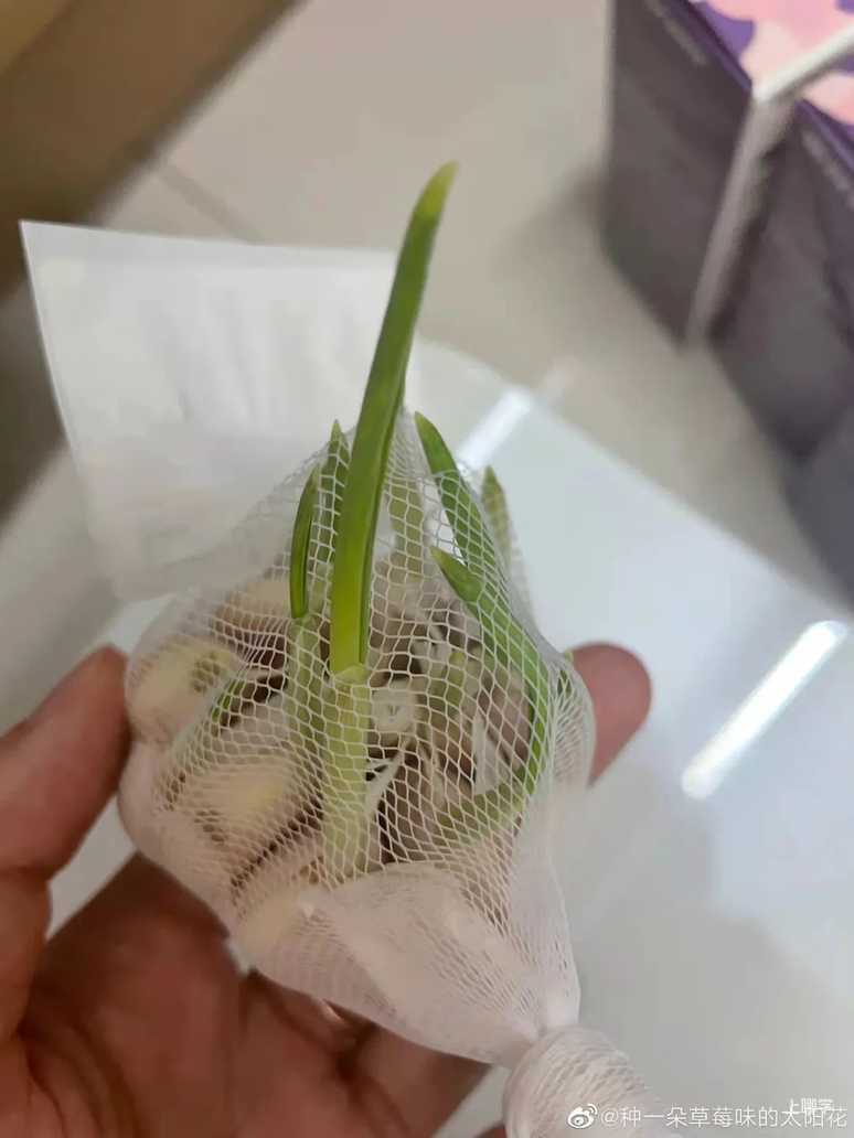 寓教于乐！这些绿叶菜的根别扔！水上菜园，带娃一起见证植物的生长！相关资料 17