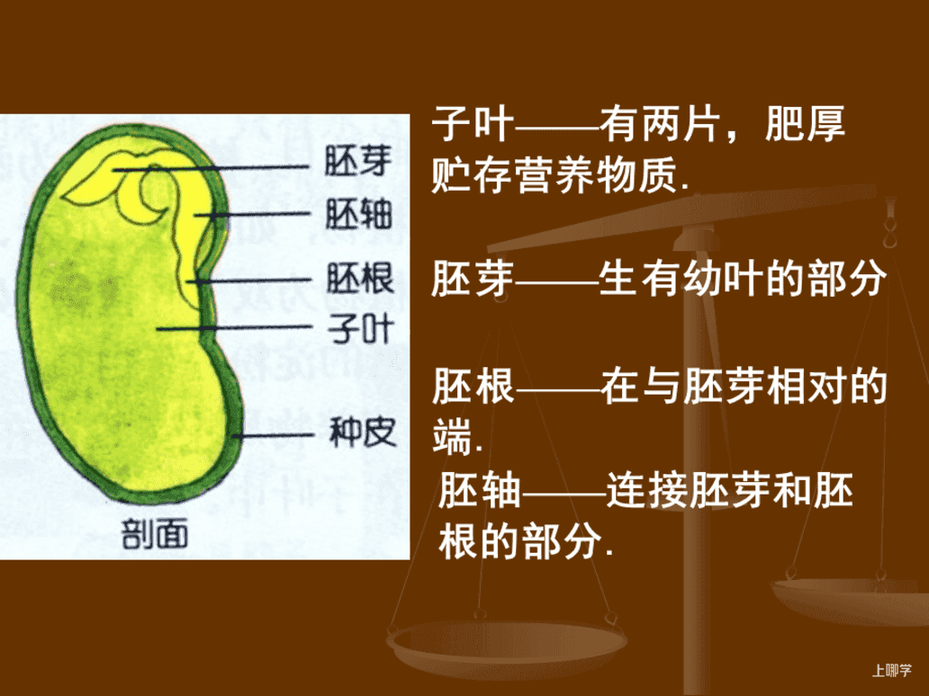 寓教于乐！这些绿叶菜的根别扔！水上菜园，带娃一起见证植物的生长！相关资料 32
