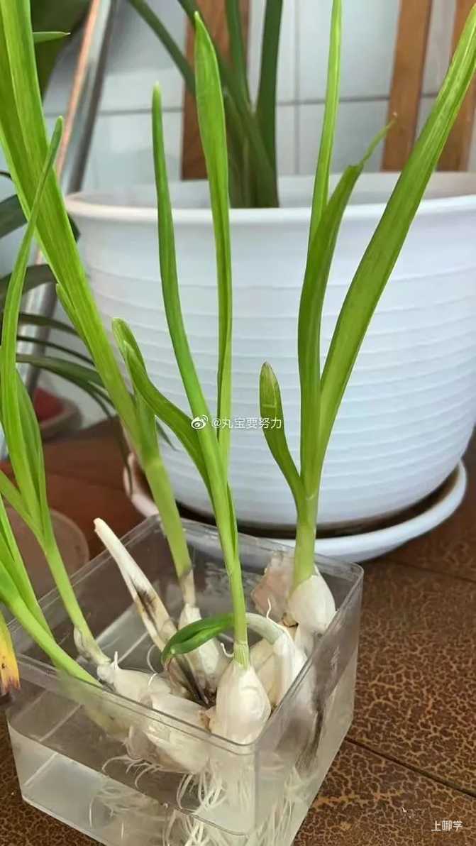 寓教于乐！这些绿叶菜的根别扔！水上菜园，带娃一起见证植物的生长！相关资料 18
