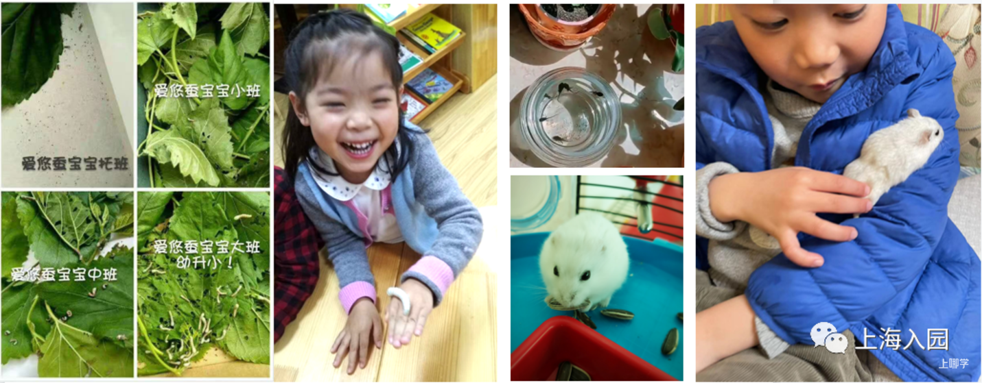 3个“高体验”IB PYP幼儿园！硬核英语环境+超高性价比！快来看你家附近有没有~相关资料 11